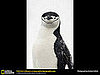 Chinstrap Penguins
