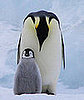 Emperor Penguins