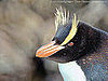 Erect Crested Penguins