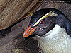Fjordland Crested Penguins