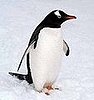 Gentoo Penguins