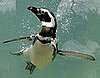 Humboldt Penguins