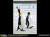 King Penguins