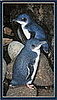 Fairy Penguins
