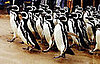 Magellan Penguins