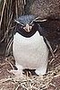 Rockhopper Penguins