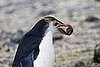 Royal Penguins