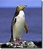 Yellow-Eyed Penguins
