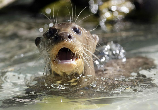 Guess What Animal?