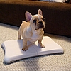 Growing Up Samson: Even Puppies Love Wii Fit!