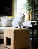 Cat Cube