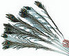 Peacock Feathers