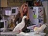 Chick and Duck