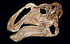 75-Million-Year-Old Giant Duck-Billed Dinosaur