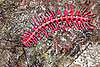 Shocking Pink Dragon Millipede