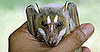 Mindoro Stripe-Faced Fruit Bat
