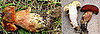 Mushroom From Silwood Campus