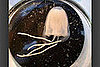 Robert King's Jellyfish
