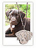 BabyFace Pets Customized Charm
