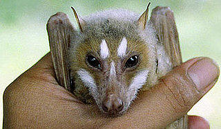 Top 10 New Species 