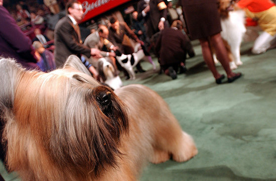 Guess What Breed?
