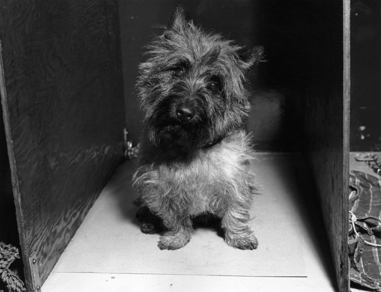 Guess What Breed?