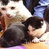 The Scoop: Cat Gives Birth to a Dog!