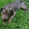 Pet Pic of the Day: Do You Know What Kind of Dog Dante Is?