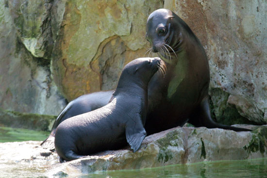Guess What Animal?