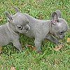Globetrotters: Meet True Blue French Bulldog Pups