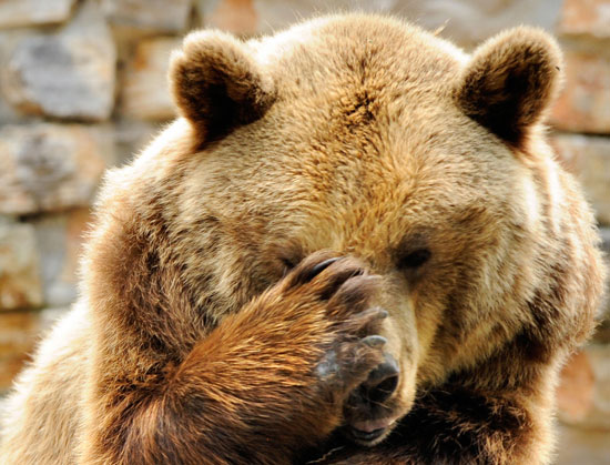 Guess What Animal? 