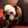 Michael Phelps Shares More Pictures of Smooshy Herman!