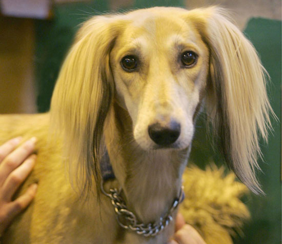 Guess What Breed?