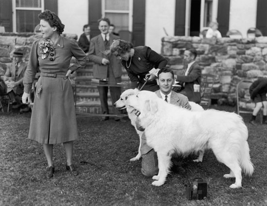Guess What Breed?