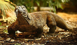 Komodo Dragon
