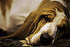 Basset Hound