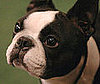 Boston Terrier