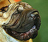 Chinese Shar-Pei