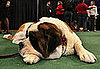 Saint Bernard