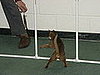 Weave Poles