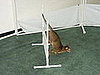 Good Job, Cat