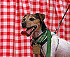 Jack Russell Terrier