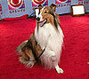 2. Lassie