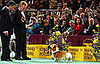 Pembroke Welsh Corgi