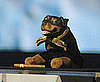 4. Triumph the Insult Comic Dog