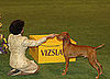 Vizsla