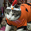 It's the Great Pumpkin Chicken!