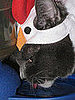 Peck Peck, Lap Lap