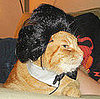 Throwback Hat for a Throwback Cat