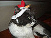 Chicken Head